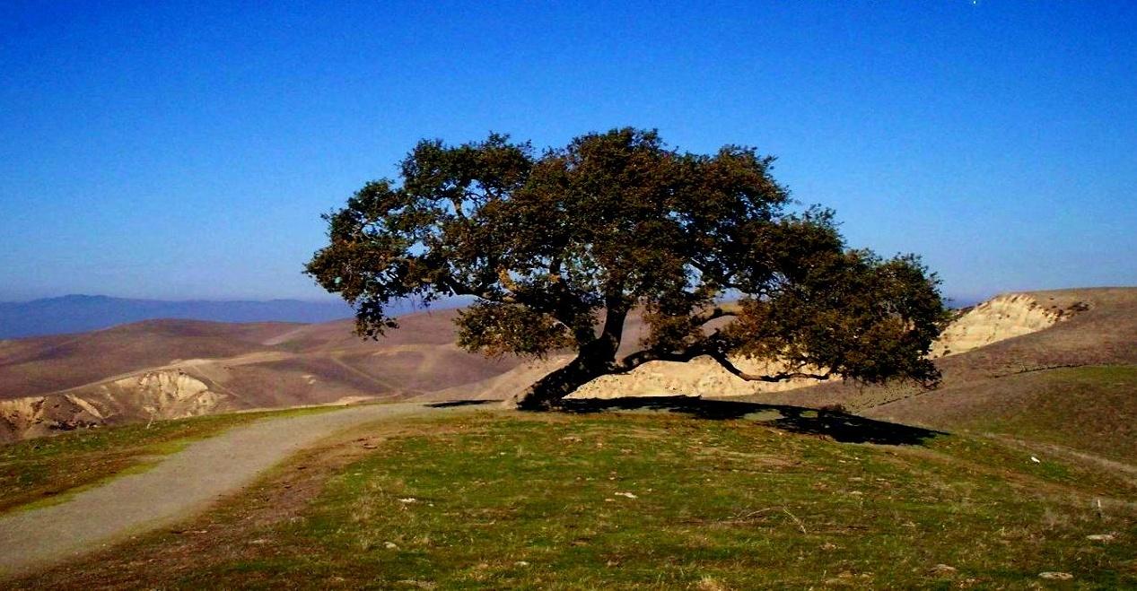 <span style='font-weight:bold;'></span><br />
    <span style='font-size:.8em;color:#9A4F03;'>Hiking trail view from hill top, near my Cali. home.    </span>